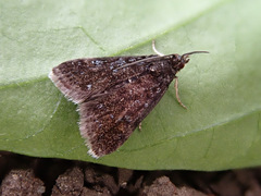 Heliothela wulfeniana