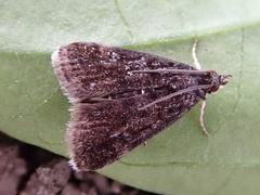 Heliothela wulfeniana