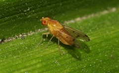 Homoneura occidentalis