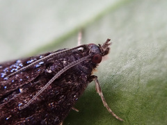 Heliothela wulfeniana