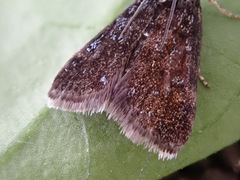 Heliothela wulfeniana