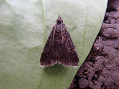 Heliothela wulfeniana