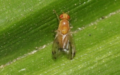 Homoneura occidentalis