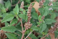 Amaranthus deflexus