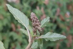 Amaranthus deflexus