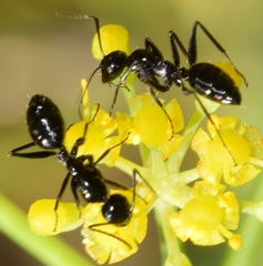 Camponotus foreli