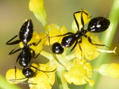 Camponotus foreli