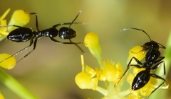 Camponotus foreli