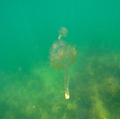 Pseudorhiza haeckeli