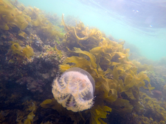 Pseudorhiza haeckeli