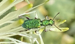 Eleale aulicodes