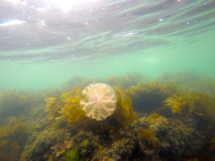 Pseudorhiza haeckeli