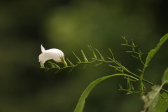 Strobilanthes helicta