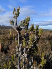 Allocasuarina zephyrea