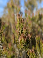 Allocasuarina zephyrea