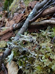 Cladonia phyllophora