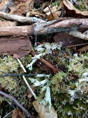 Cladonia phyllophora