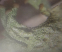 Cladonia phyllophora