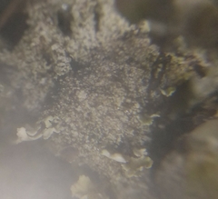 Cladonia phyllophora