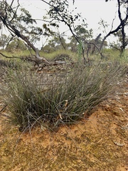 Schoenus subaphyllus