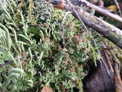 Cladonia ramulosa