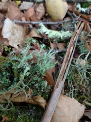 Cladonia ramulosa