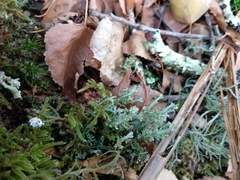 Cladonia ramulosa