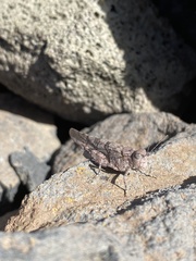 Sphingonotus rubescens rubescens