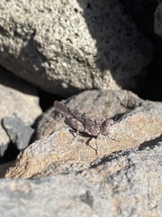 Sphingonotus rubescens rubescens