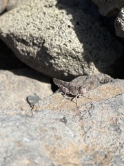 Sphingonotus rubescens rubescens