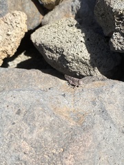 Sphingonotus rubescens rubescens