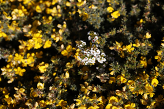 Pultenaea canaliculata