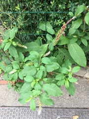 Phytolacca americana