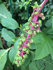 Phytolacca americana