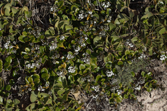 Logania crassifolia