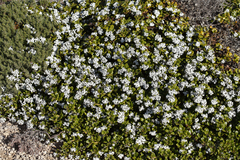 Logania crassifolia