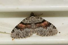 Xanthorhoe packardata