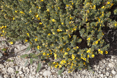 Pultenaea canaliculata