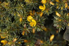 Pultenaea canaliculata