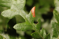 Phyllonorycter messaniella