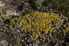Pultenaea canaliculata