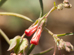 Mirabilis coccinea