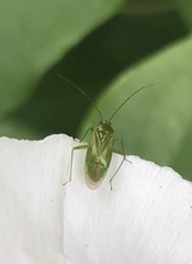 Lygocoris