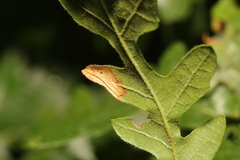 Phyllonorycter messaniella