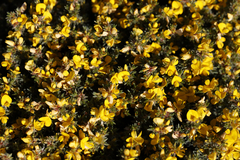 Pultenaea canaliculata
