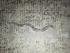 Deinagkistrodon acutus