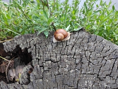 Helix pomatia