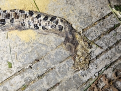 Deinagkistrodon acutus