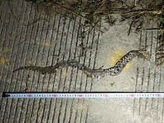 Deinagkistrodon acutus