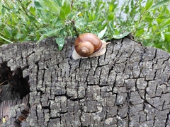 Helix pomatia